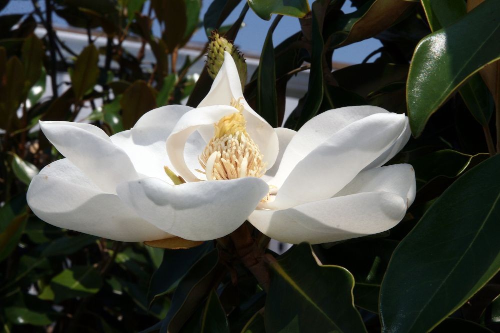 dwarf_southern_magnolia3